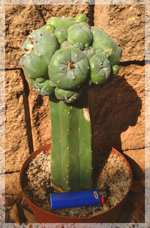 Grafted Peyote plant