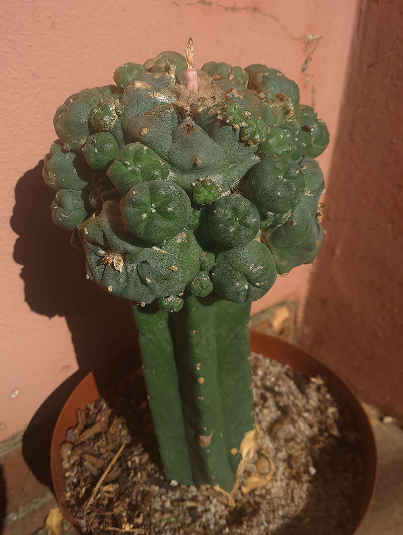 Grafted Peyote Plant