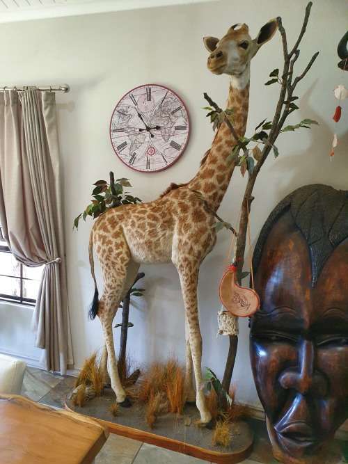 GIRAFFE TAXIDERMY