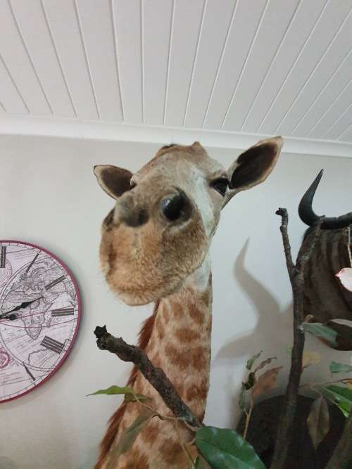 GIRAFFE TAXIDERMY