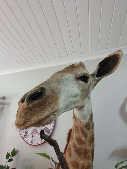 GIRAFFE TAXIDERMY