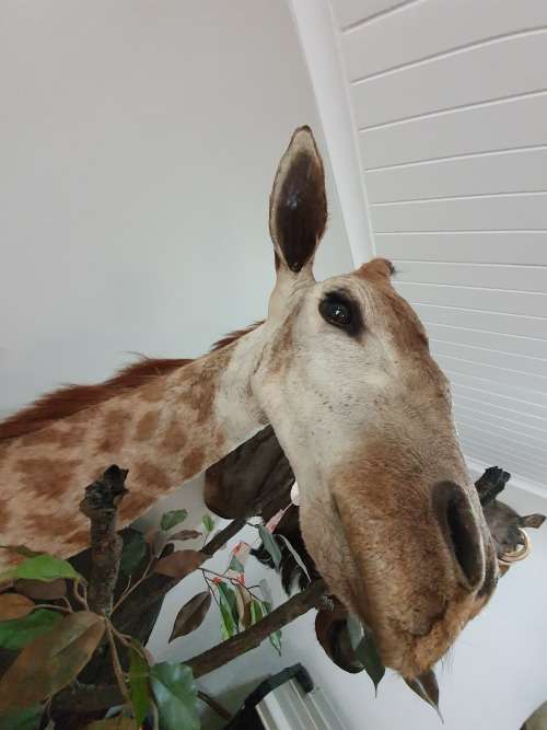GIRAFFE TAXIDERMY