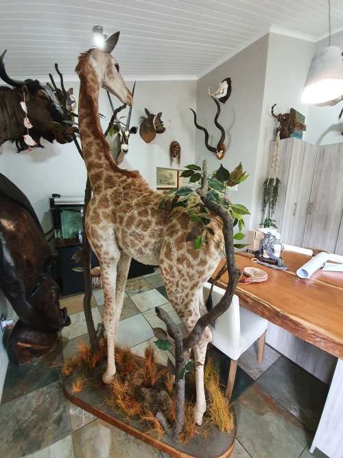 GIRAFFE TAXIDERMY