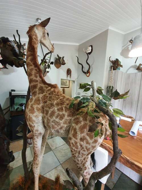 GIRAFFE TAXIDERMY