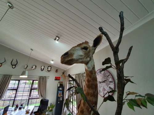 GIRAFFE TAXIDERMY