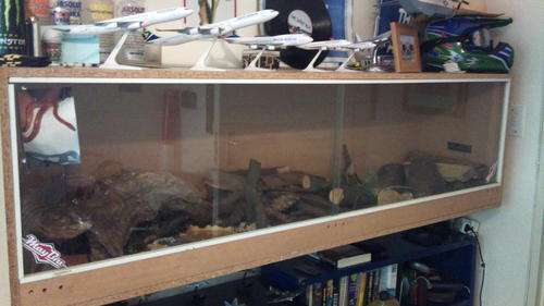 American Corn Snake with a 2m Tarrerium