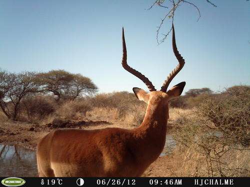 R1.00 NO RESERVE - Moultrie D55-IR (Infra Red) Game/Spy 5 Mp Digital Infrared Game Camera (Camo)