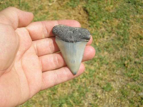 Great White Shark Tooth - 6.4cm