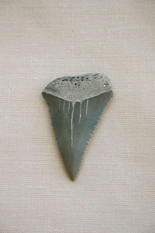 Fossilized Great White Shark Tooth - 35mm