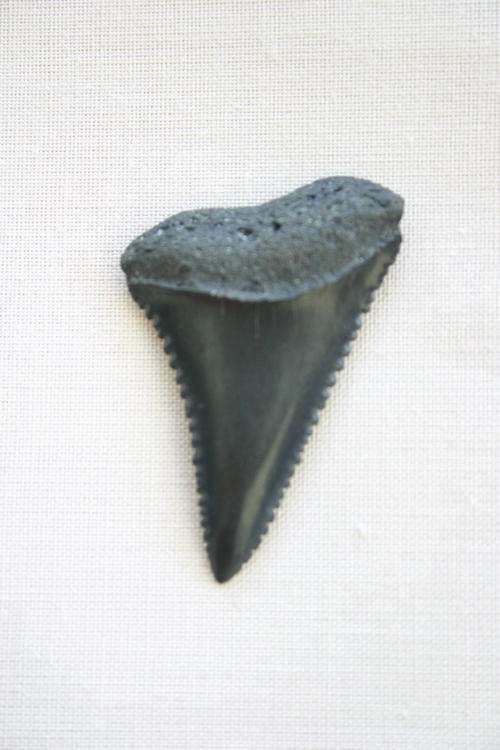 Fossilized Great White Shark Tooth - 37mm