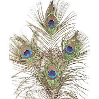 Peacock Feathers R7