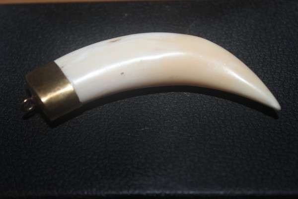 The lion teeth Pendant