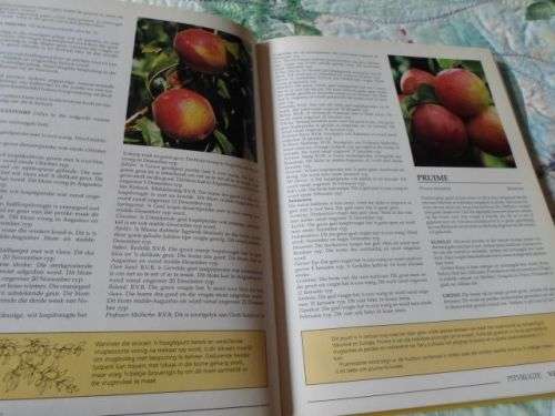 GRONDBEGINSELS VIR DIE KWEEK VAN GROENTE & VRUGTE IN SUID-AFRIKA - ZOE" GILBERT & JACK HADFIELD