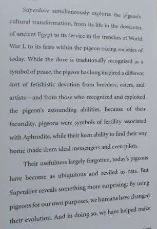 SUPERDOVE - HOW THE PIGEON TOOK MANHATTAN AND THE WORLD - COURTNEY HUMPHRIES