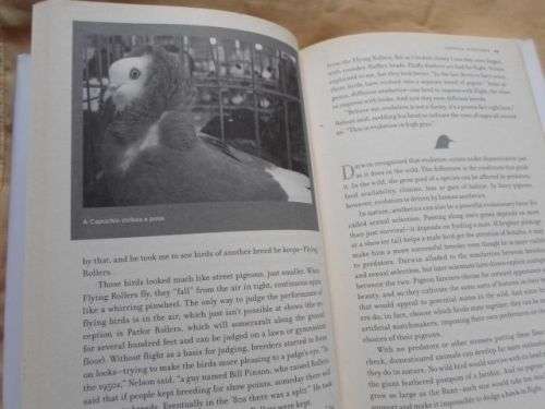 SUPERDOVE - HOW THE PIGEON TOOK MANHATTAN AND THE WORLD - COURTNEY HUMPHRIES