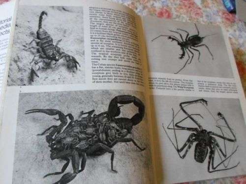 THE PICTORIAL ENCYCLOPEDIA OF INSECTS - V.J. STANEK