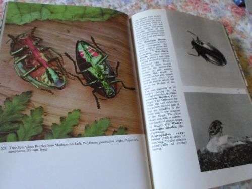 THE PICTORIAL ENCYCLOPEDIA OF INSECTS - V.J. STANEK