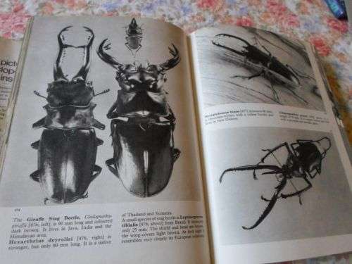 THE PICTORIAL ENCYCLOPEDIA OF INSECTS - V.J. STANEK