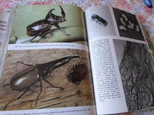 THE PICTORIAL ENCYCLOPEDIA OF INSECTS - V.J. STANEK