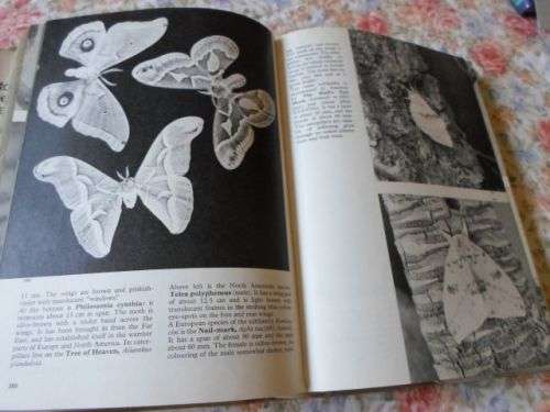 THE PICTORIAL ENCYCLOPEDIA OF INSECTS - V.J. STANEK