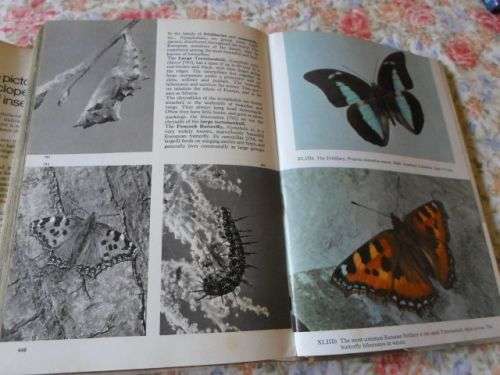 THE PICTORIAL ENCYCLOPEDIA OF INSECTS - V.J. STANEK