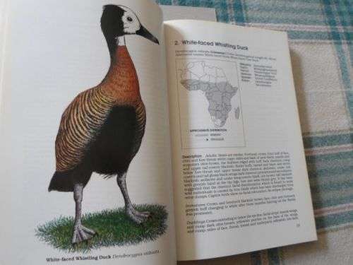 DUCKS GEESE AND SWANS OF AFRICA AND IT'S OUTLYING ISLANDS - NEVILLE BRICKELL