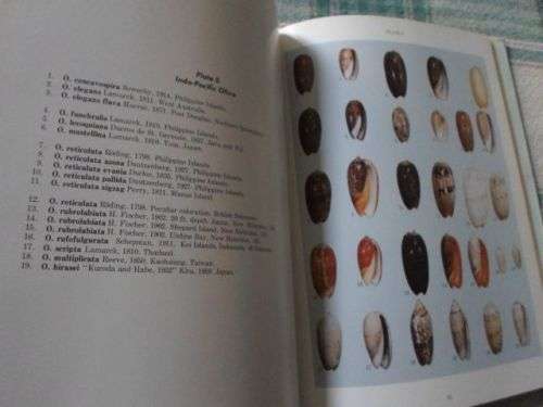 OLIVE SHELLS OF THE WORLD - ROWLAND F ZEIGLER AND HUMBERT C PORRECA