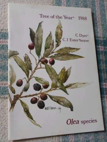 TREE OF THE YEAR 1988 - OLEA SPECIES - C DYER & C.J. ESTERHUYSE