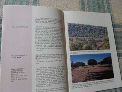 TREE OF THE YEAR 1988 - OLEA SPECIES - C DYER & C.J. ESTERHUYSE