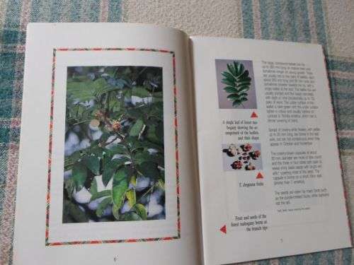 TREE OF THE YEAR 1991 - TRICHILIA SPECIES - H HAIGH