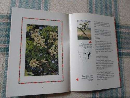 TREE OF THE YEAR 1991 - TRICHILIA SPECIES - H HAIGH