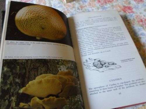 COLLECTING AND STUDYING MUSHROOMS , TOADSTOOLS AND FUNGI - ALAN MAJOR ( weight 0,40 kg )