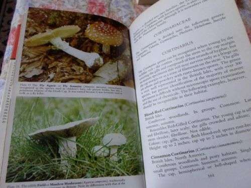 COLLECTING AND STUDYING MUSHROOMS , TOADSTOOLS AND FUNGI - ALAN MAJOR ( weight 0,40 kg )