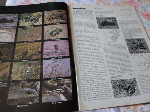 MAN MAGAZINE NOVEMBER 1980 ( S.A. KNIFEMAKERS , BASS FISHING , FIREARMS , HUNTING )