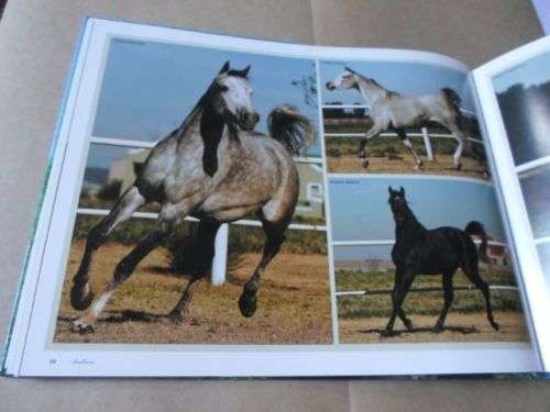 ARABIANS OF SOUTHERN AFRICA 2009