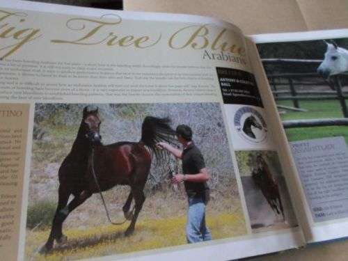 ARABIANS OF SOUTHERN AFRICA 2009