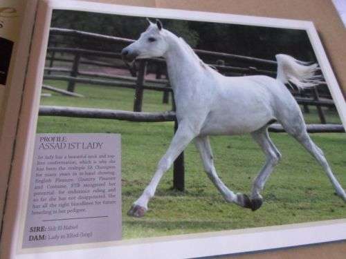 ARABIANS OF SOUTHERN AFRICA 2009