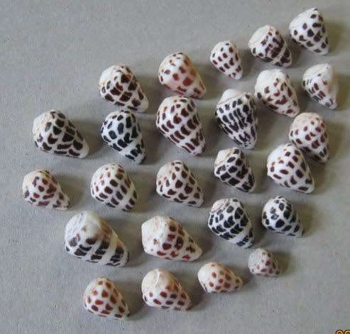 CONE SEA SHELLS