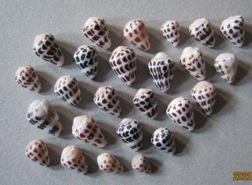 CONE SEA SHELLS