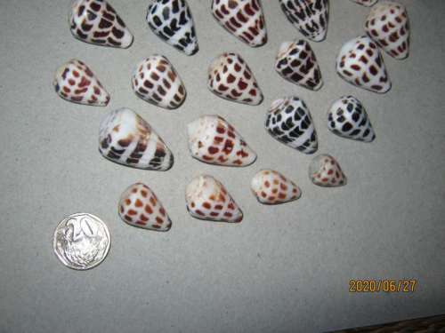 CONE SEA SHELLS