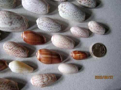 LOT OF OLIVE SEA SHELLS