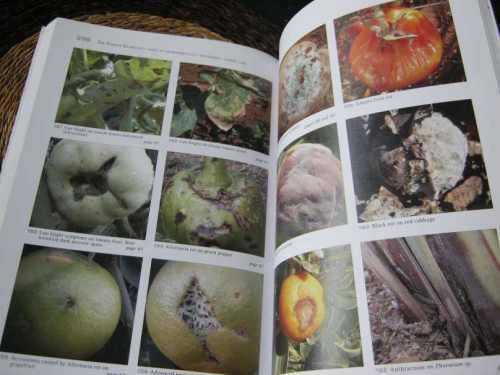 THE GARDEN GUARDIAN'S GUIDE TO ENVIRONMENTALLY-RESPONSIBLE GARDEN CARE - JOHAN GERBER