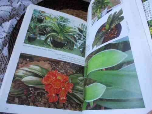 GROW CLIVIAS - GRAHAM DUNCAN - KIRSTENBOSCH GARDENING SERIES