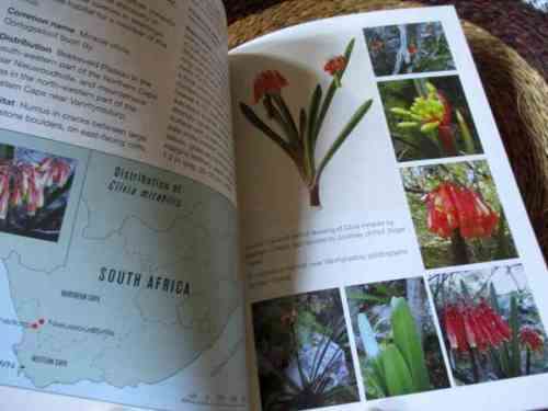 GROW CLIVIAS - GRAHAM DUNCAN - KIRSTENBOSCH GARDENING SERIES