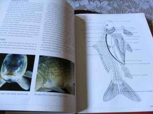 KOI - A HANDBOOK ON KEEPING NISHIKIGOI - SERVAAS DE KOCK & RONNIE SWART