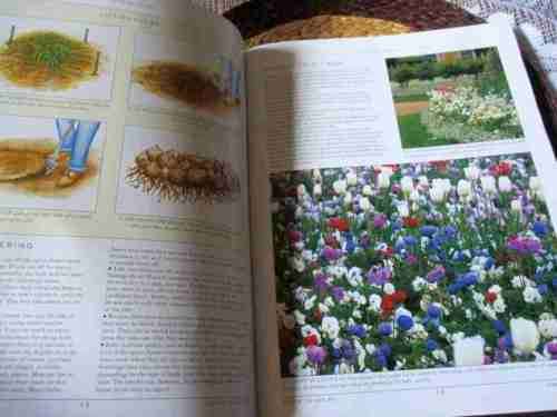 A GROWERS GUIDE  TO BULBS - MARGARET HANKS - WOOLWORTHS