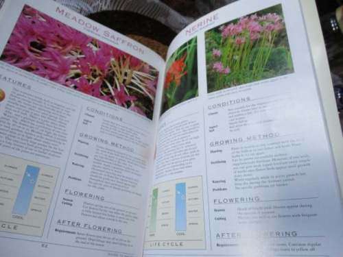 A GROWERS GUIDE  TO BULBS - MARGARET HANKS - WOOLWORTHS
