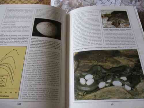 THE BIOLOGY,  HUSBANDRY AND HEALTH CARE OF REPTILES - VOLUME 1 - THE BIOLOGY OF REPTILES - LOWELL