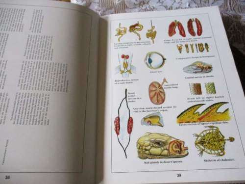 THE BIOLOGY,  HUSBANDRY AND HEALTH CARE OF REPTILES - VOLUME 1 - THE BIOLOGY OF REPTILES - LOWELL