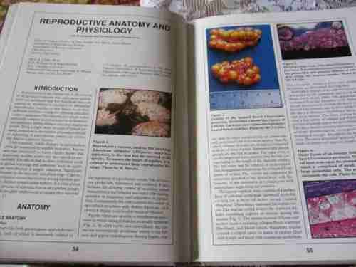 THE BIOLOGY,  HUSBANDRY AND HEALTH CARE OF REPTILES - VOLUME 1 - THE BIOLOGY OF REPTILES - LOWELL